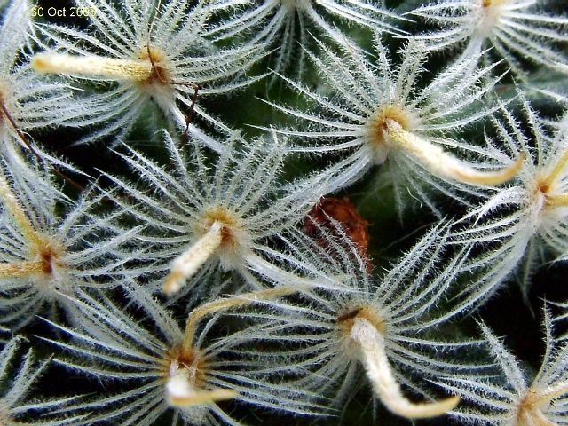 Mammillaria _nana _ssp.duwei _06